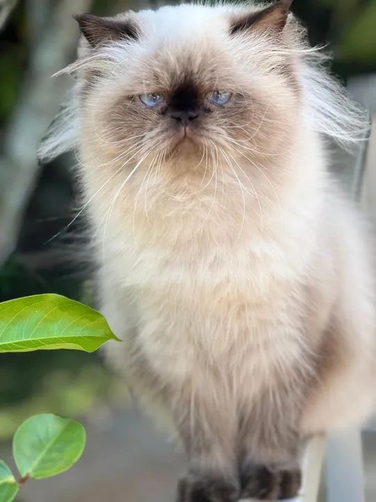 Casal Gato persa  - Foto 6