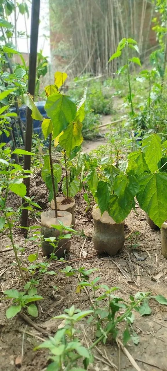 Mudas de colorau urucum  - Foto 6
