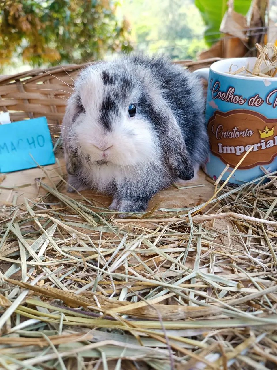 Coelhos PET - MINI, ANOES E GIGANTES - Foto 3