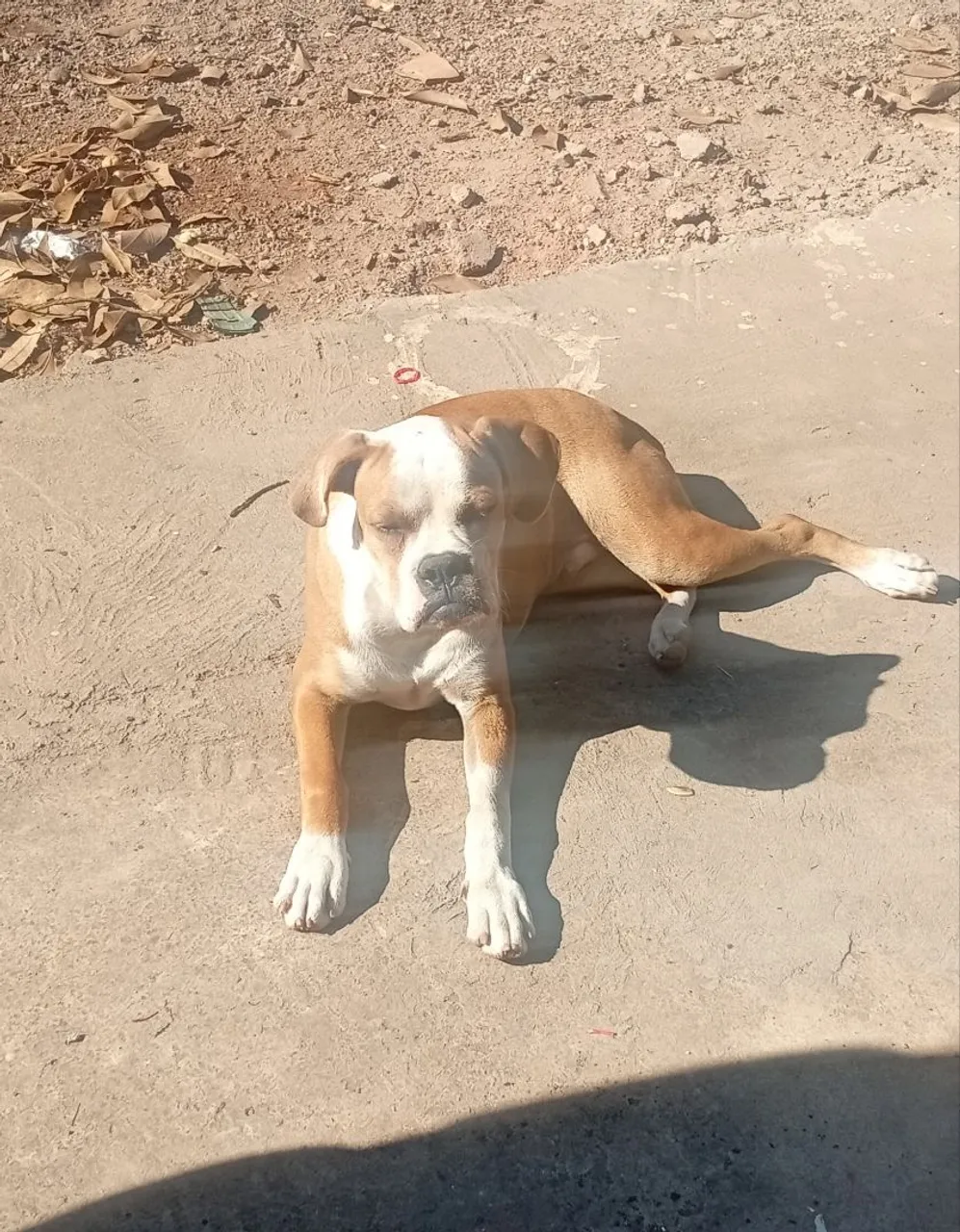 Este é Romeu filho de buldog com box