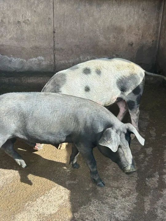 Porcos caipiras - Foto 4