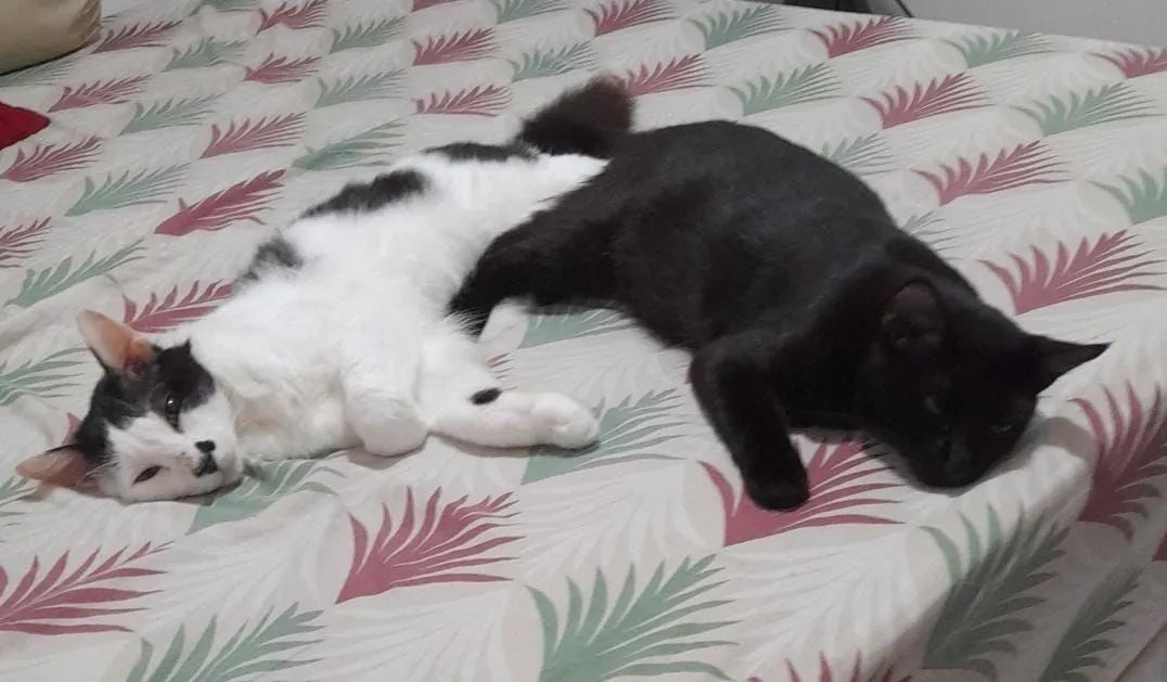 Gatinho lindo e brincalhão para adoção - Foto 3