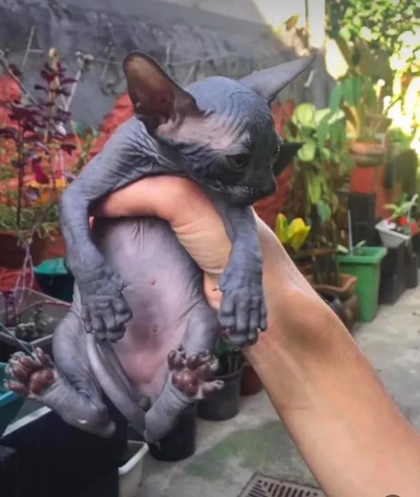 Sphynx gato pelado _ gatos de veterinária  - Foto 6