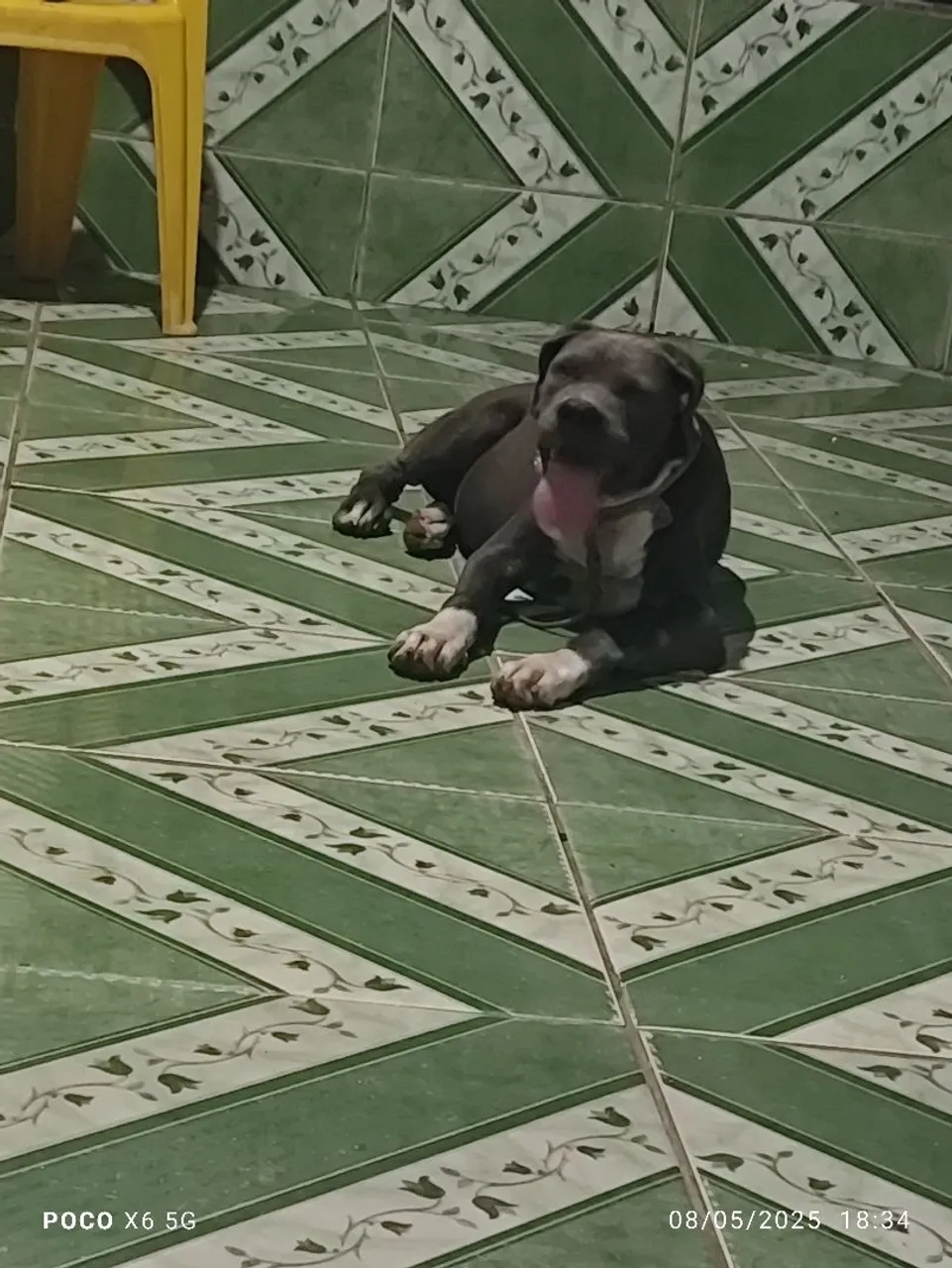 Cachorra. Femea. Budog