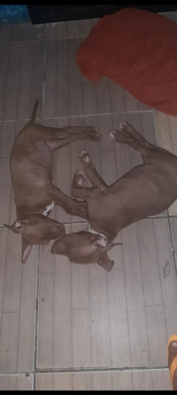 Filhotes de Bull Terrier Inglês para adoção