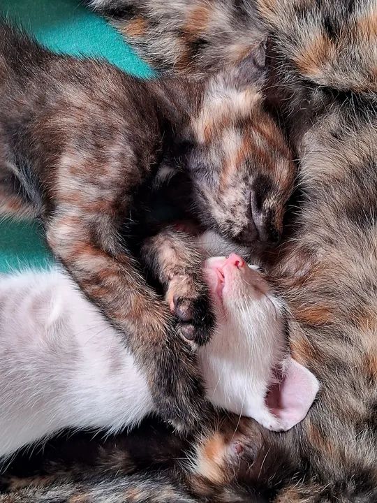 Três gatinhos fofinhos para adoção