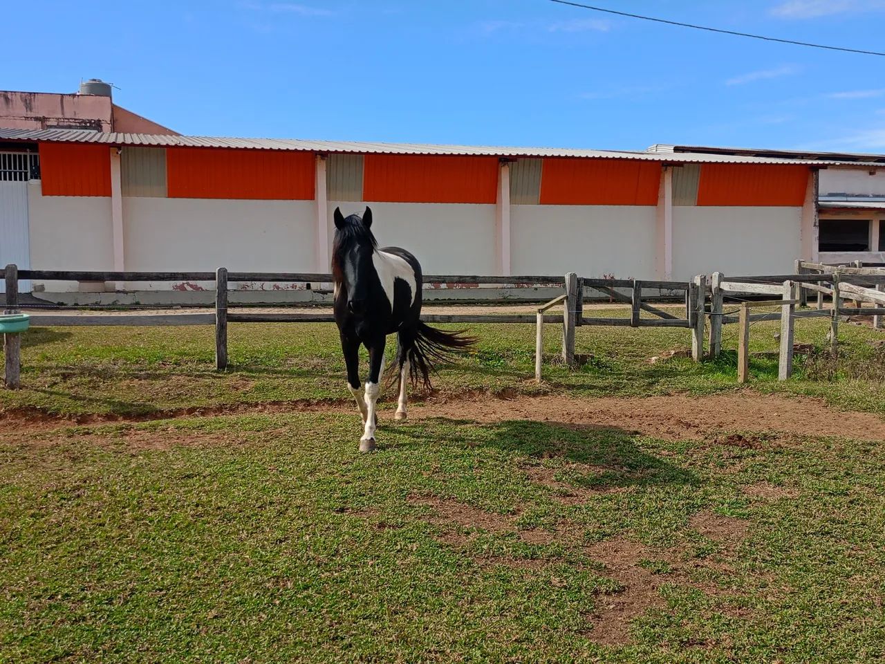 Cavalo Garanhao Mangalarga Marchador - Foto 5