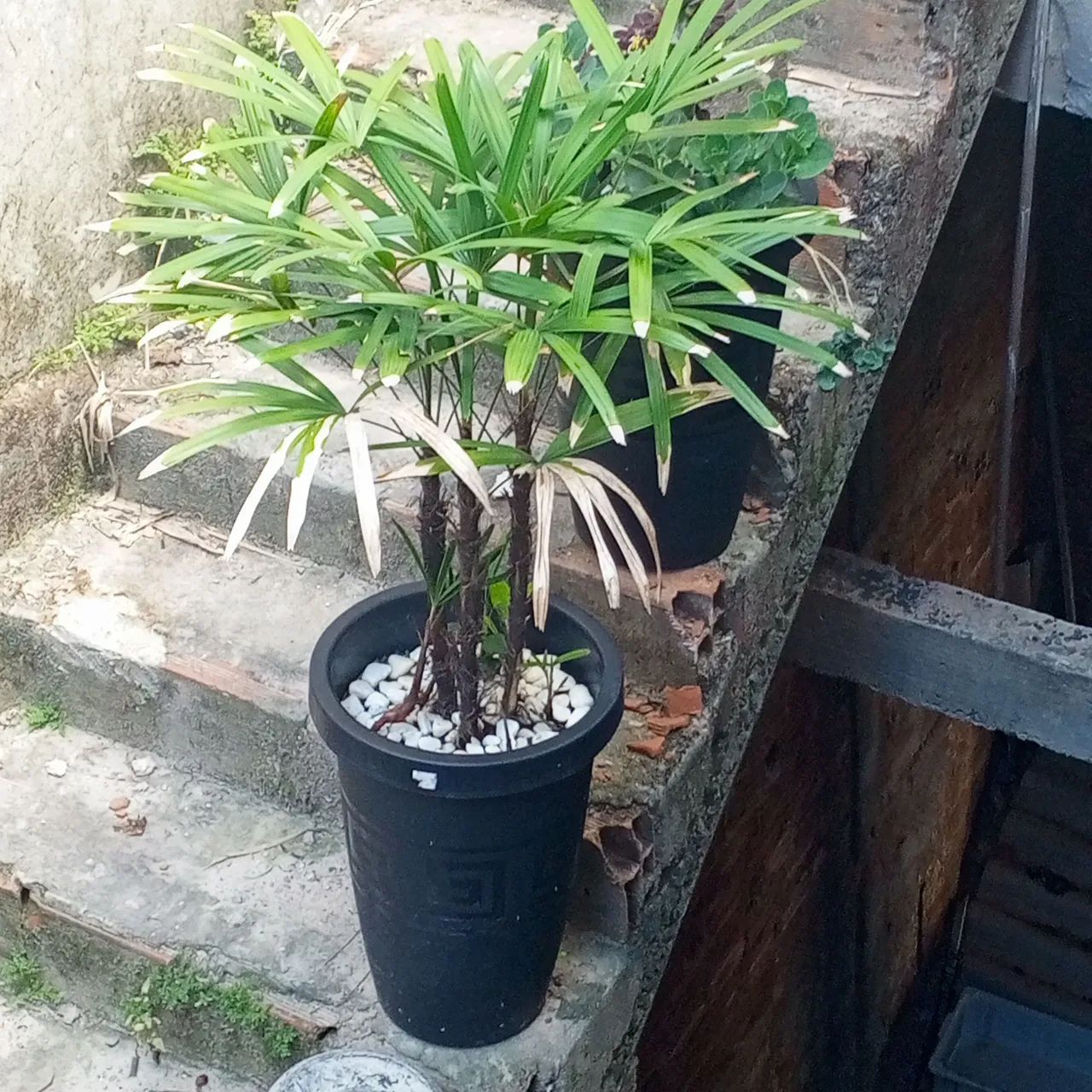 Lindas plantas naturais  - Foto 3