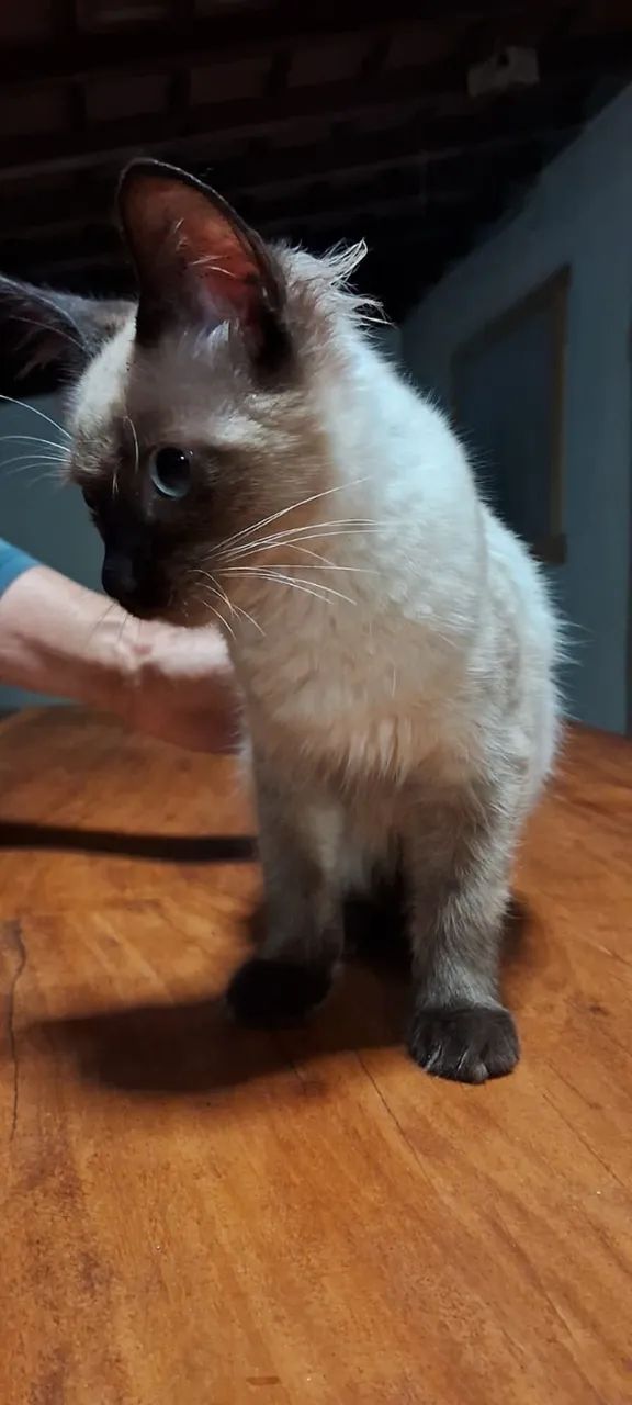 Gatinha para doação.