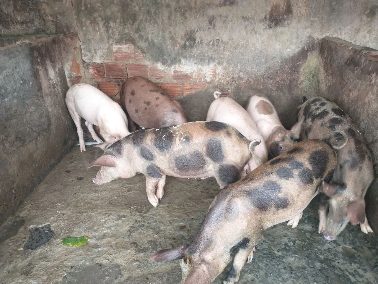 Filhotes de porco para venda - Foto 2