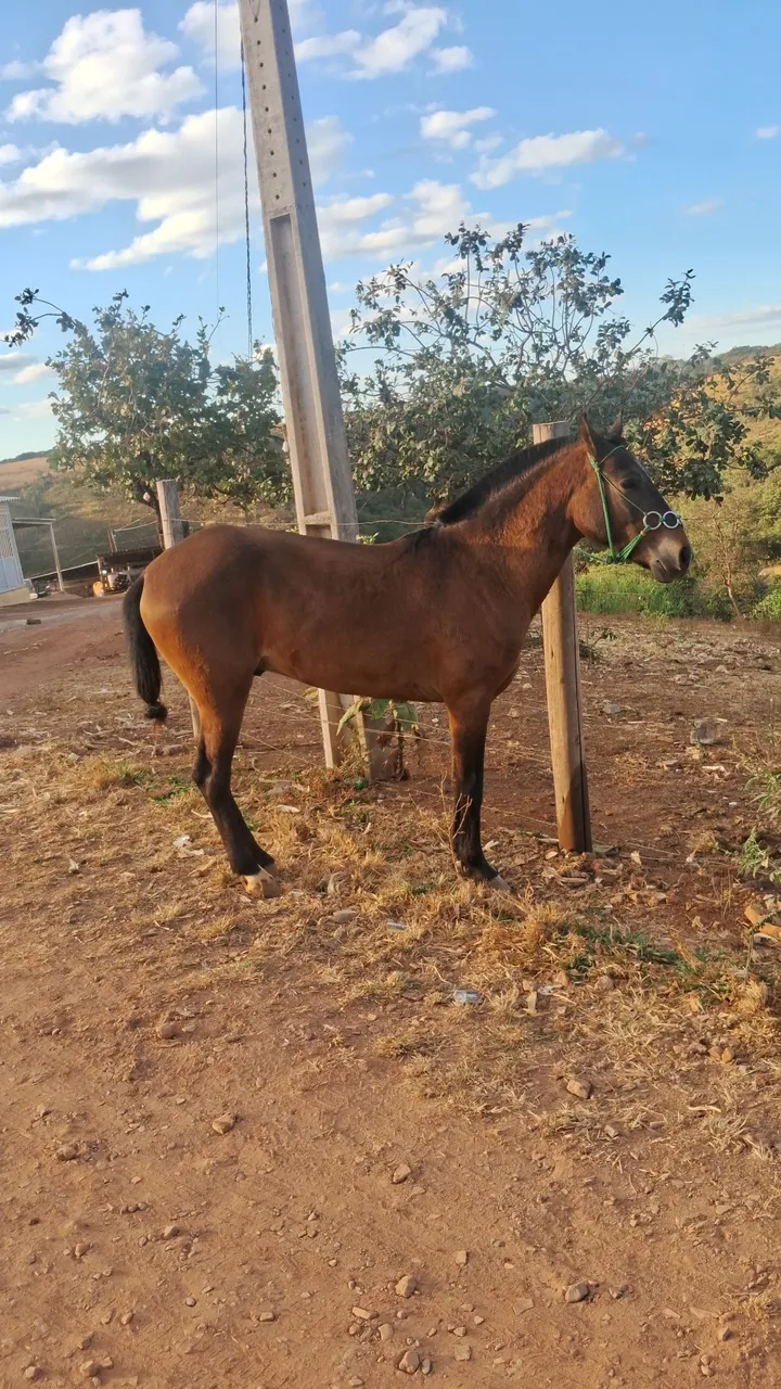 Cavalo para venda ou gambira