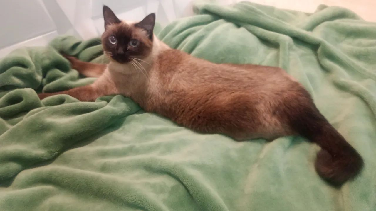 Gatinha Siamês para adoção castrada  - Foto 5