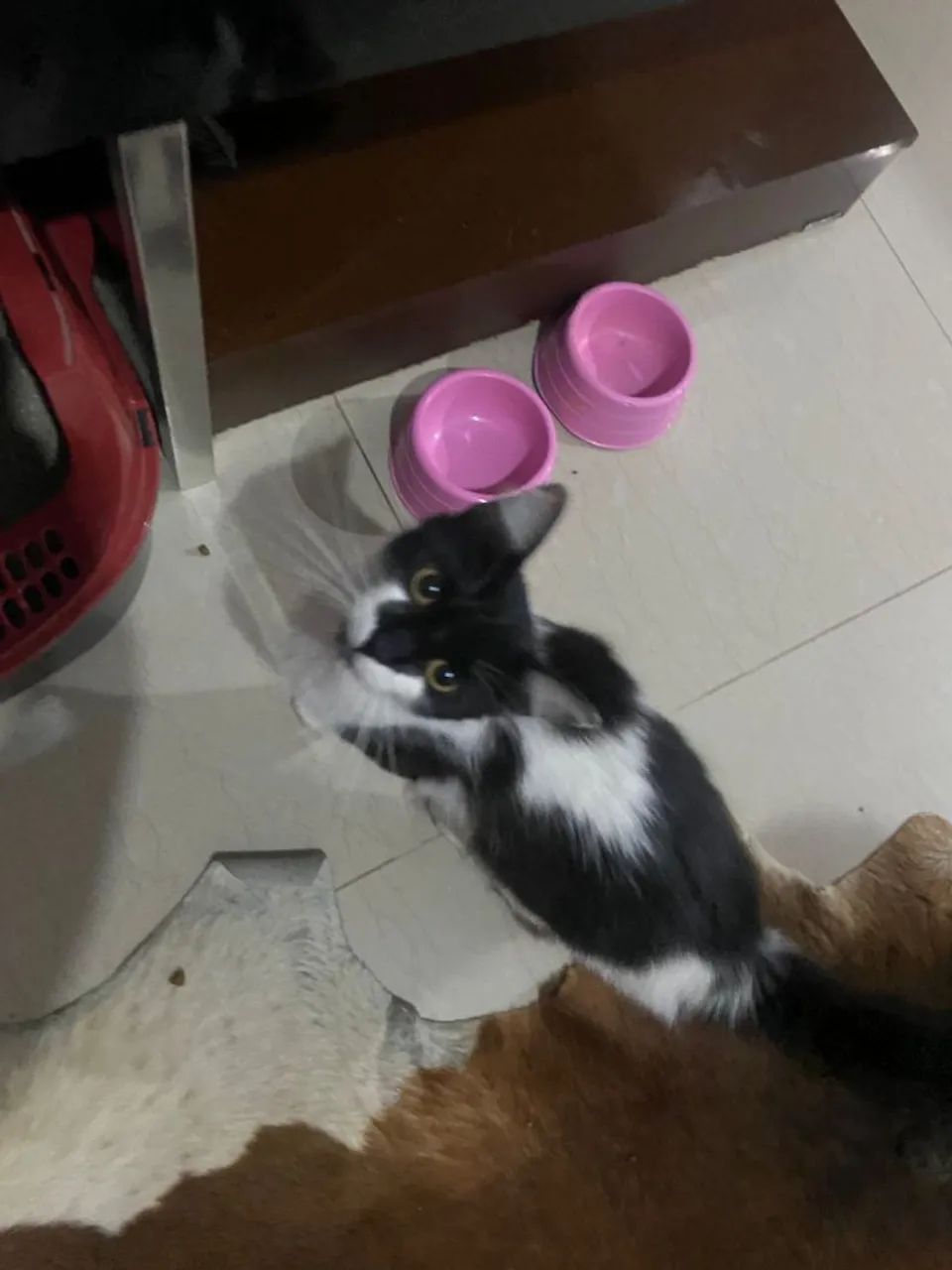 DOAÇÃO URGENTE - Foto 4