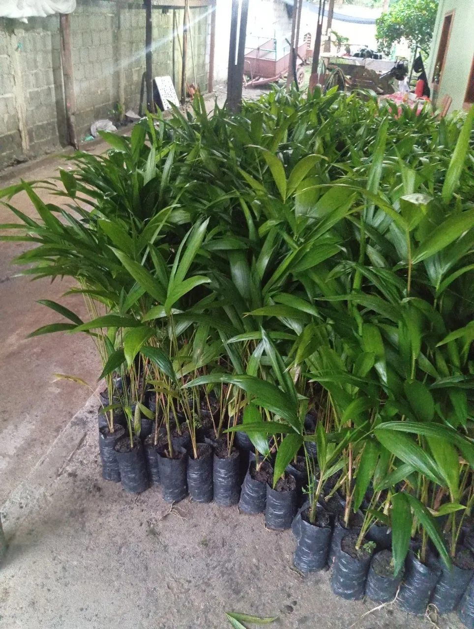 Mudas de açaí BRS Pará chumbinho cunani- Pronta para plantar!