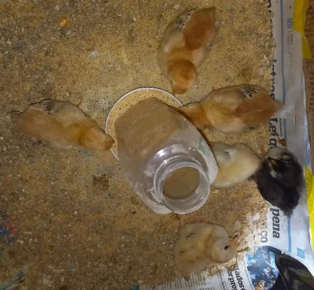 Pintinhos caipiras melhorados 