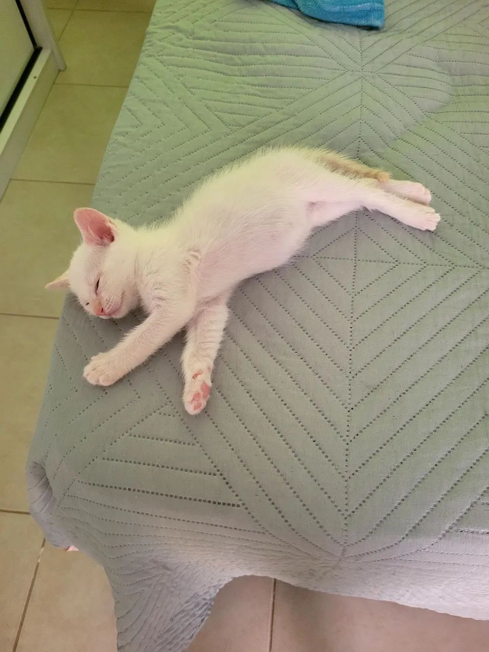 Adoção responsável - Foto 3