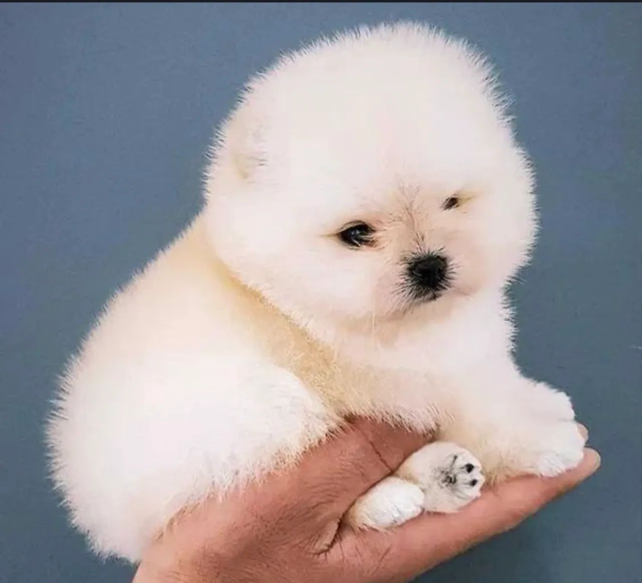 Spitz Alemão - Ja se alimentando de ração seca