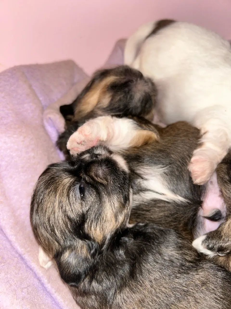 Filhote Shih Tzu Disponível - Foto 3