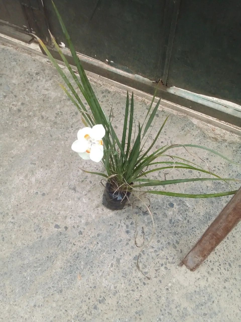 Moreia branca - Foto 5