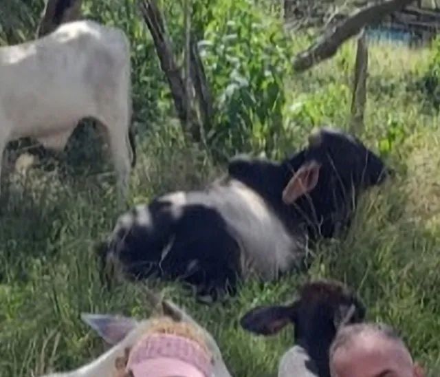 BOI GUZERÁ , MANSO E RAÇUDO. - Foto 3