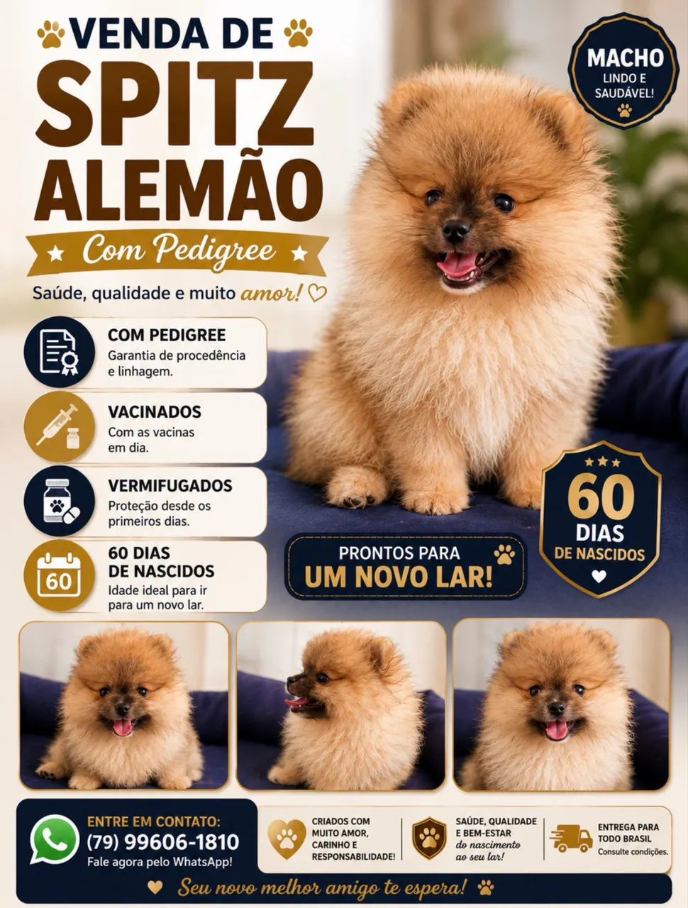 Venda de Splitz Alemão  - Foto 4