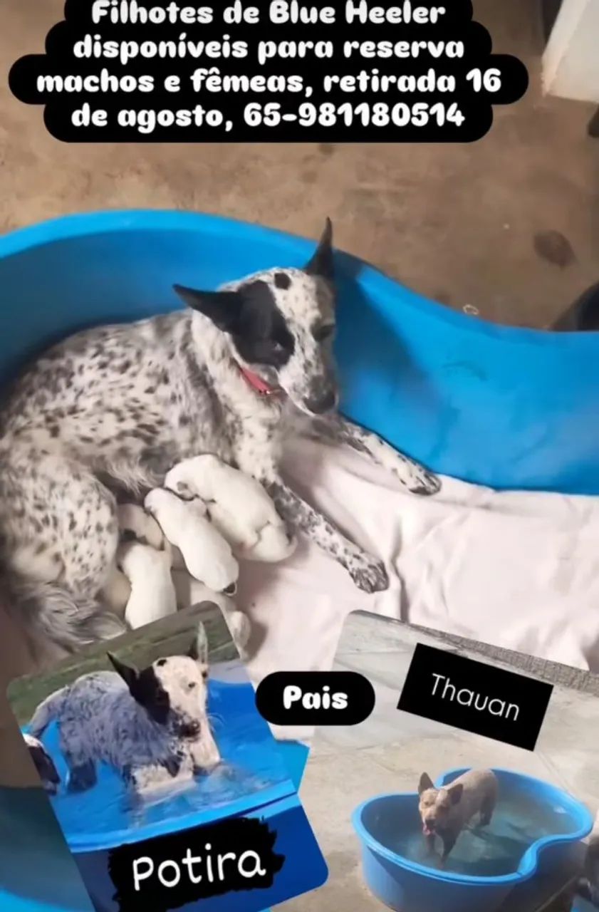 Filhotes de Blue Heeler apenas fêmeas