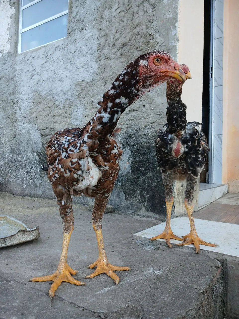 Franguinho indio gigante  - Foto 3