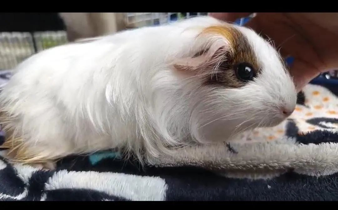 Porquinha da Índia  - Foto 2