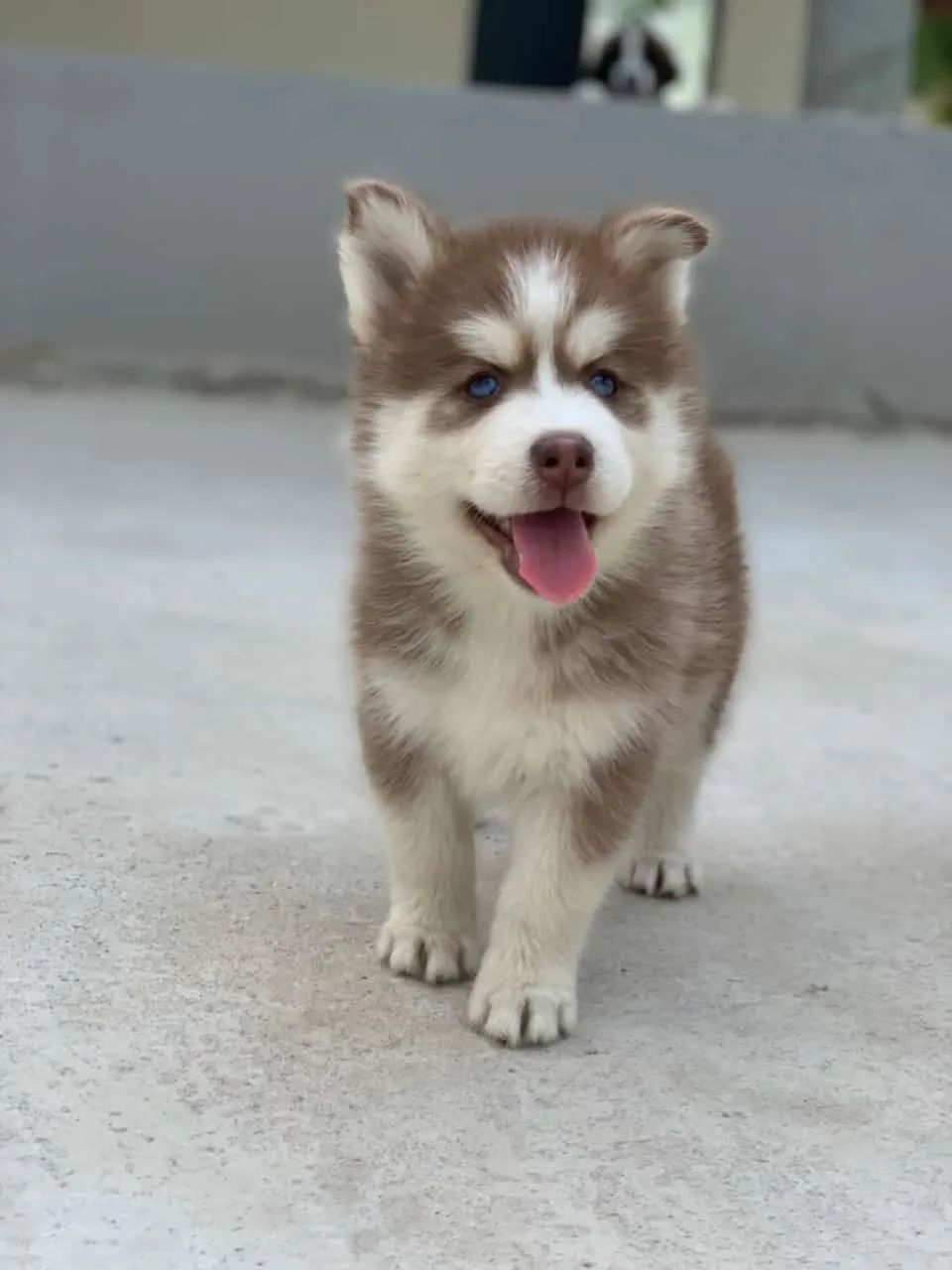 Cachorro  - Foto 3