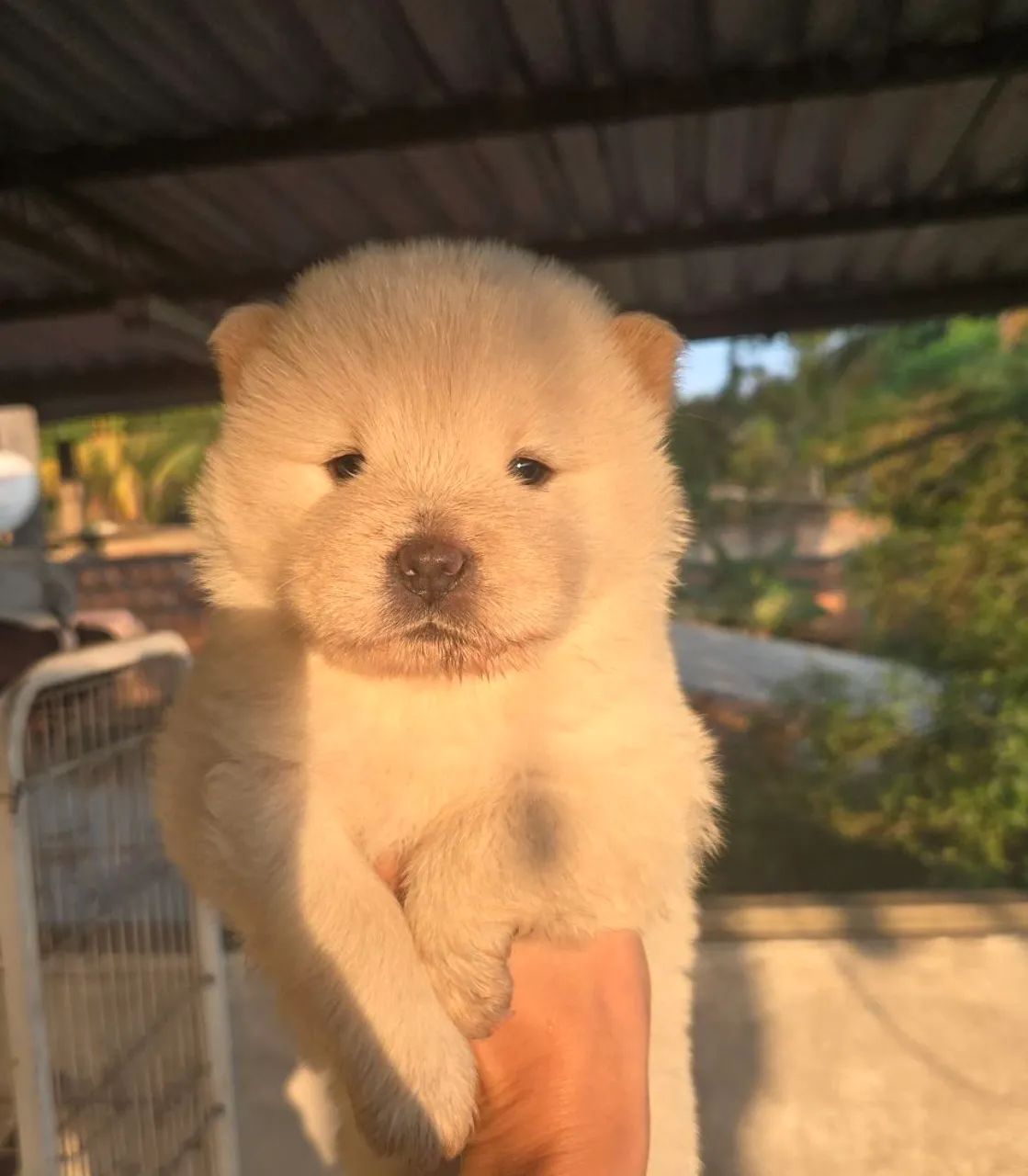 Chow chow - Foto 2