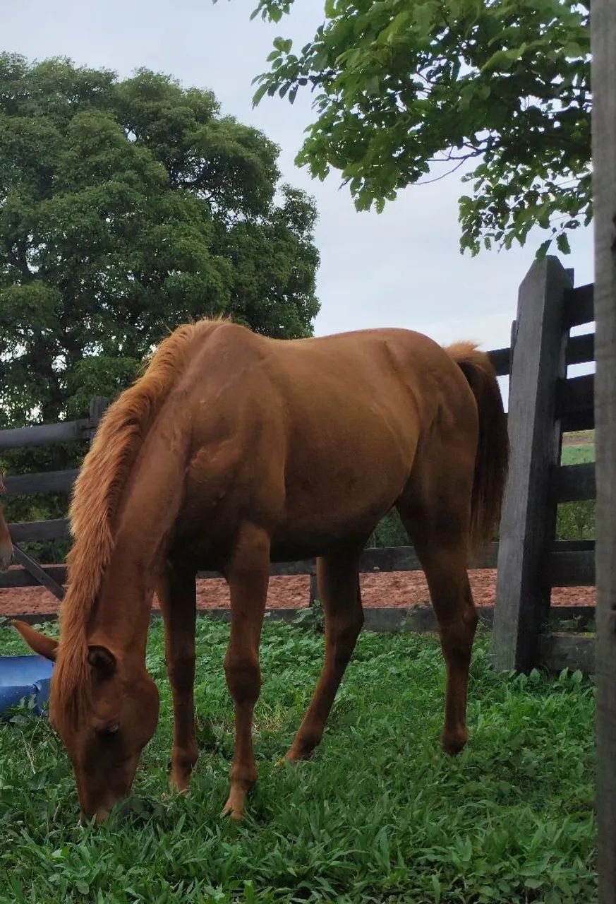 Potra Quarto de milha