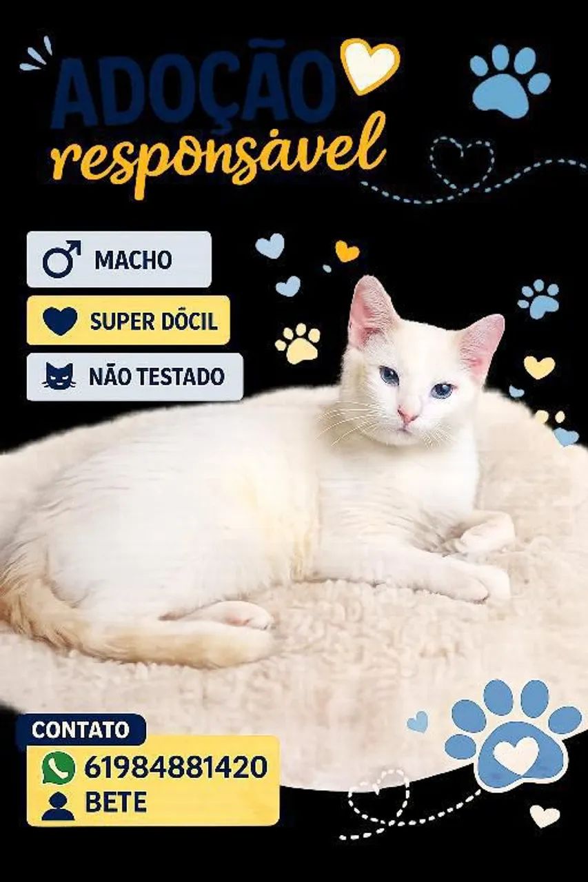 Gato adocao