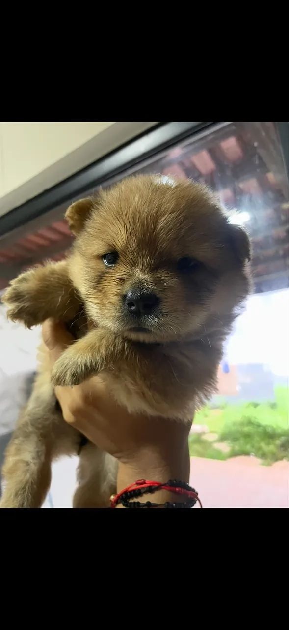 Chow chow filhote 