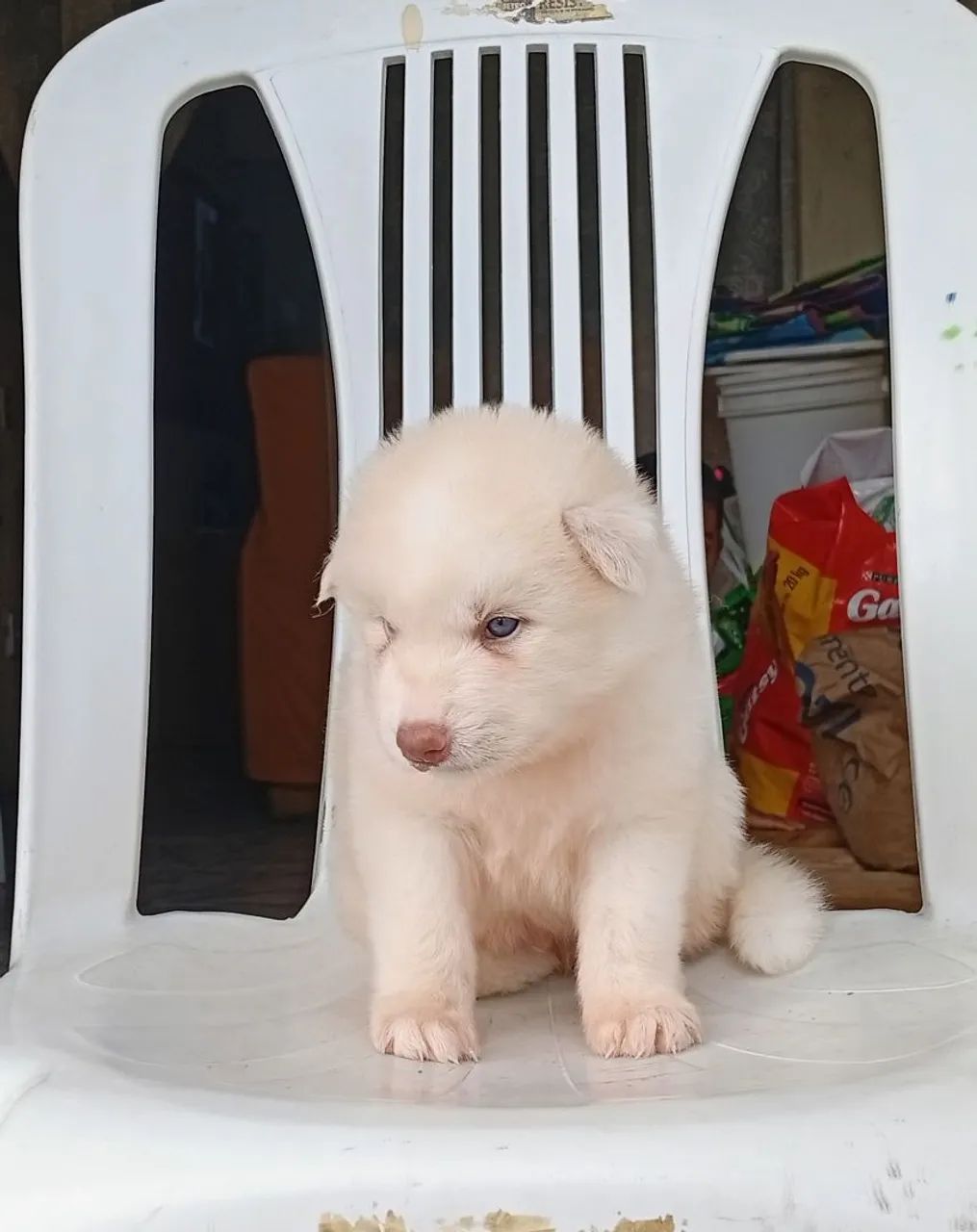 Husky siberiano  - Foto 2