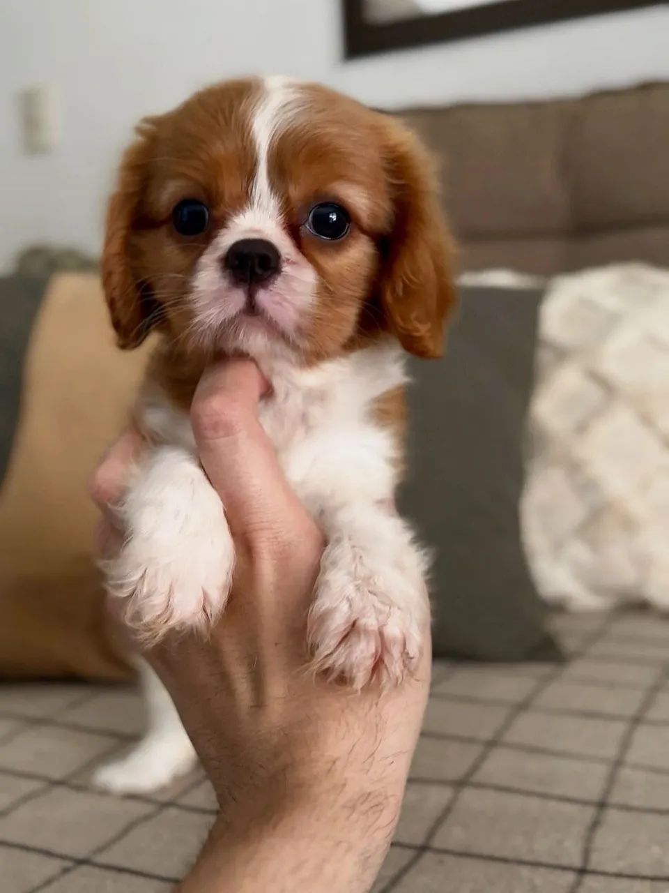Cavalier com 58 dias vacinado e com pedigree 