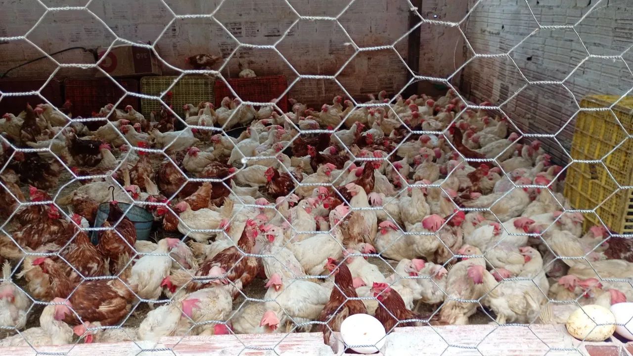 Aves Caipiras e de Granjas . Vivas e abatidas . - Foto 2
