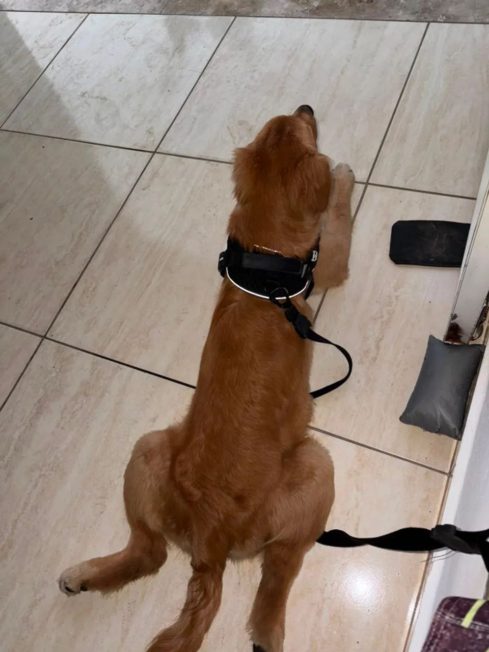 Golden retriever macho - Foto 2