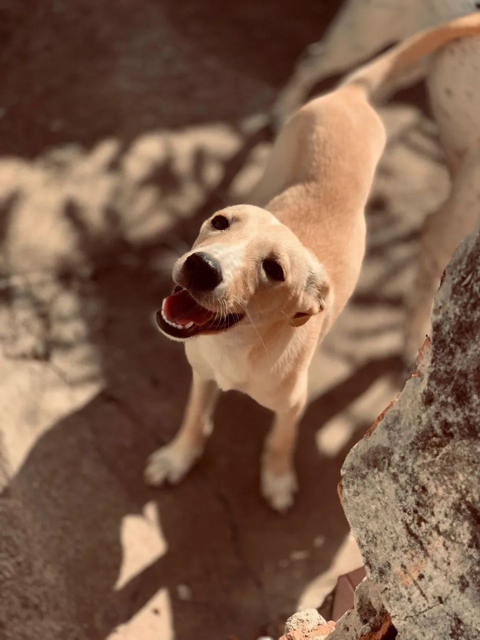 Doação de cachorro  - Foto 6