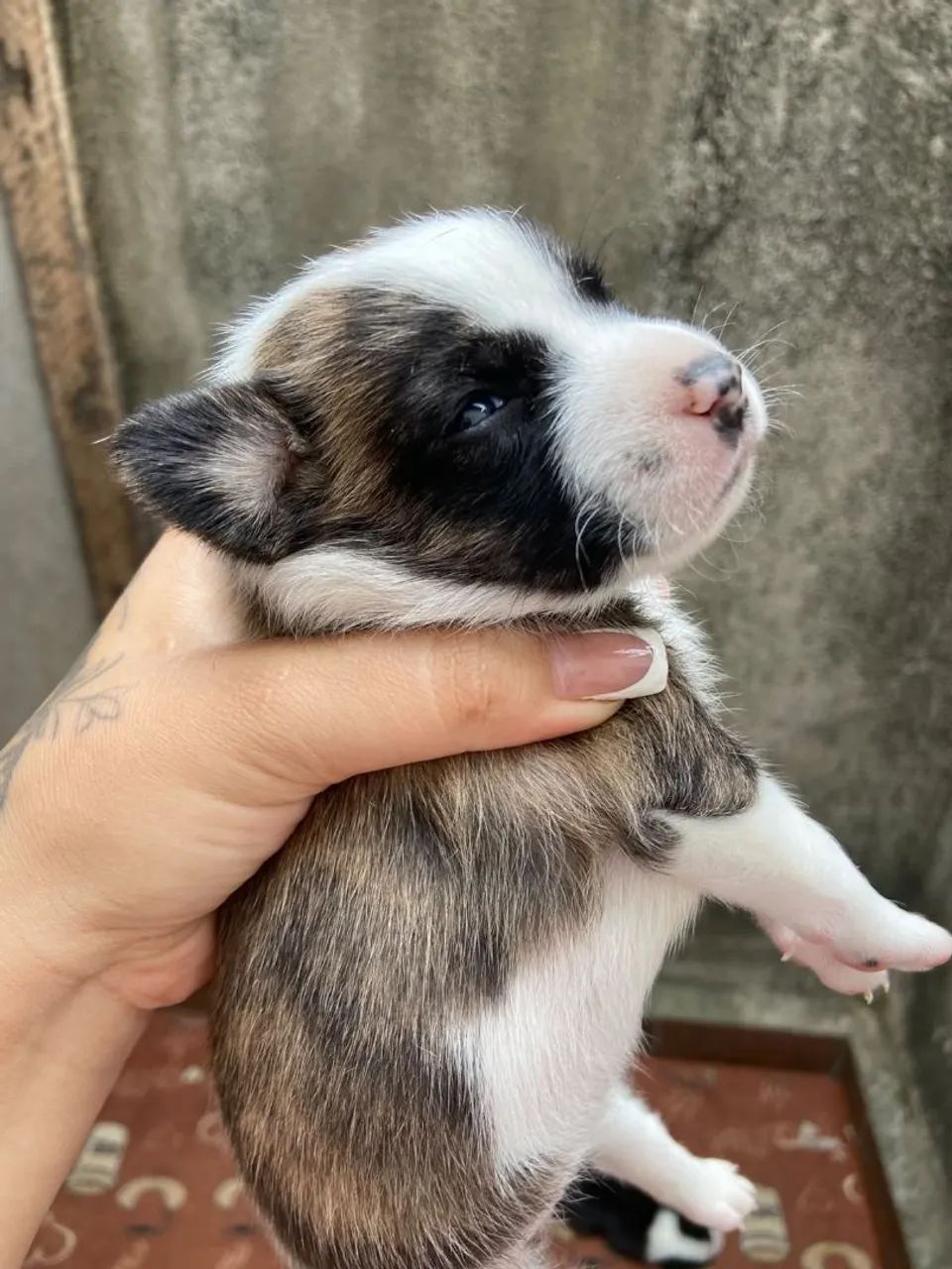 Vendo femea - Foto 4