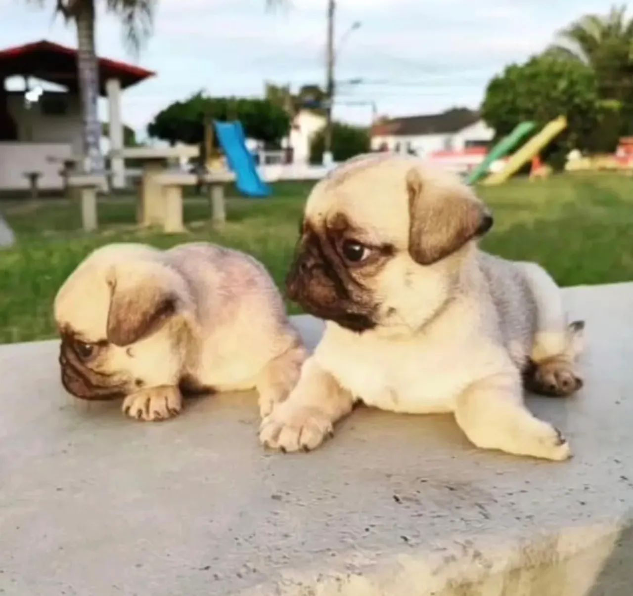 Pug abricot 