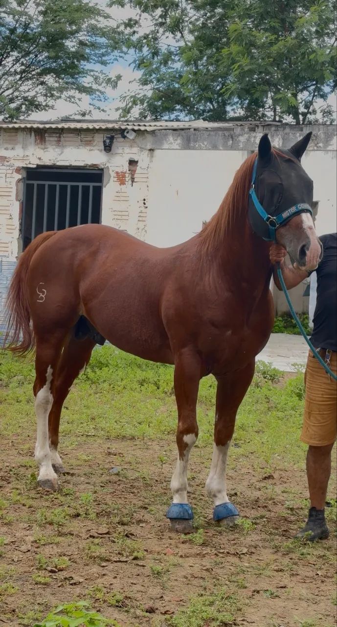 Cavalo quarto de milha vaquejada esquerda - Foto 6