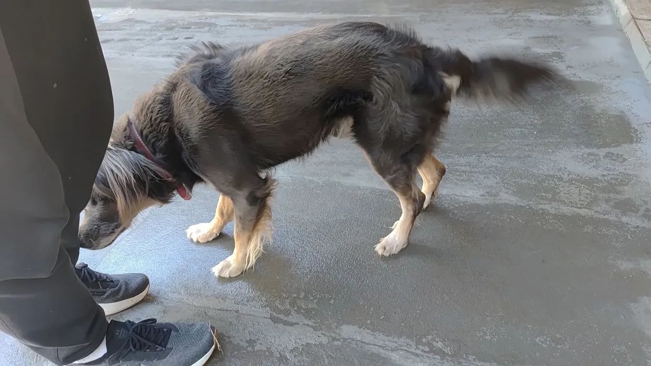 Cachorro Doação  - Foto 3