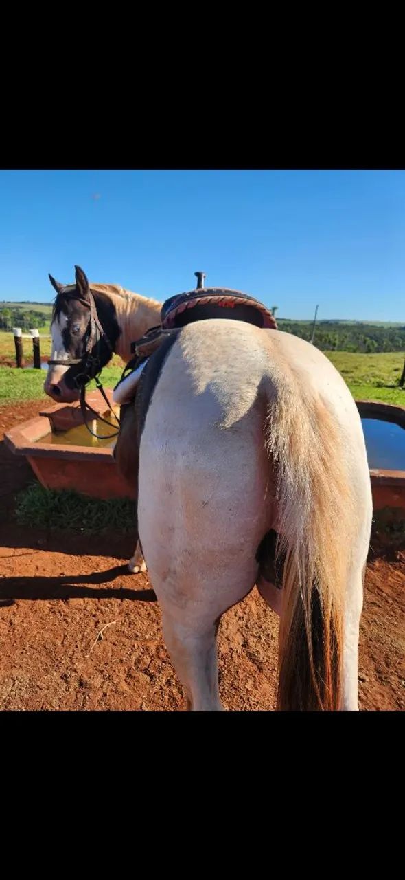 Cavalo Quarto de Milha - Foto 6