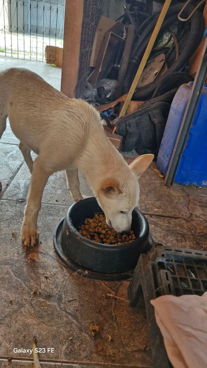 Cachorro macho 4 meses pra doar - Foto 3