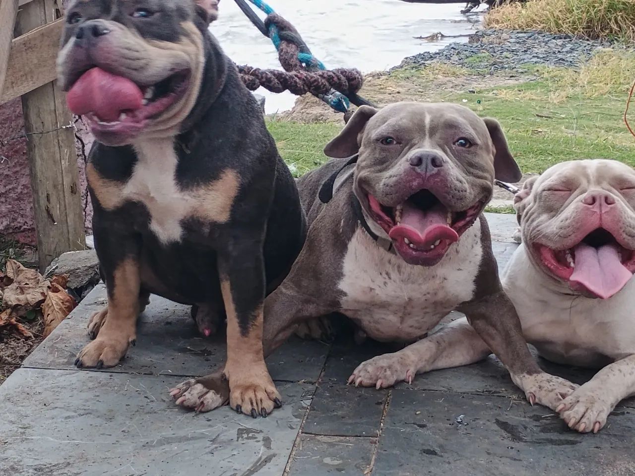 American bully - Foto 2