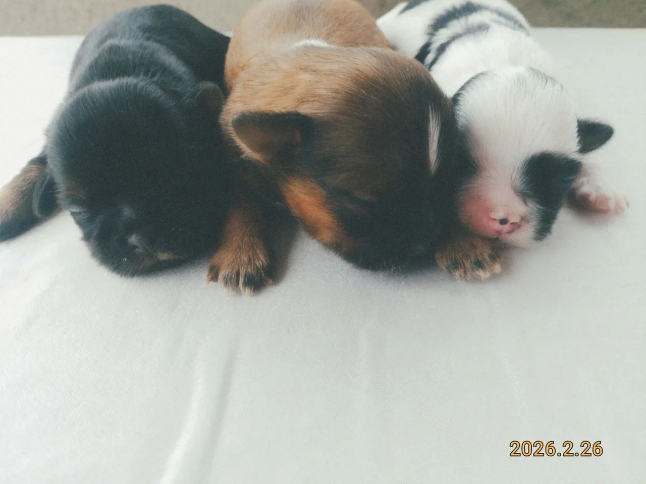 Lhasa Apso  - Foto 4