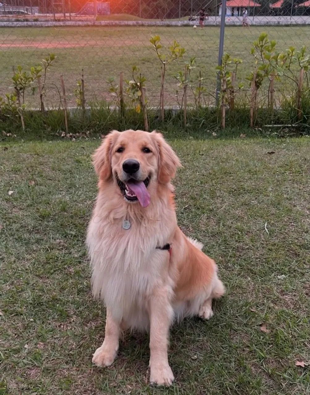 Cachorro  - Foto 3