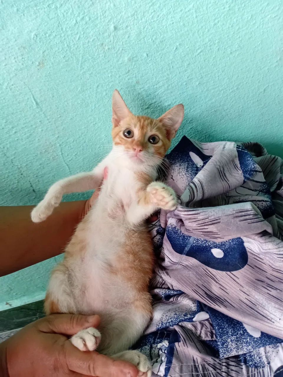 Doação responsável  - Foto 3