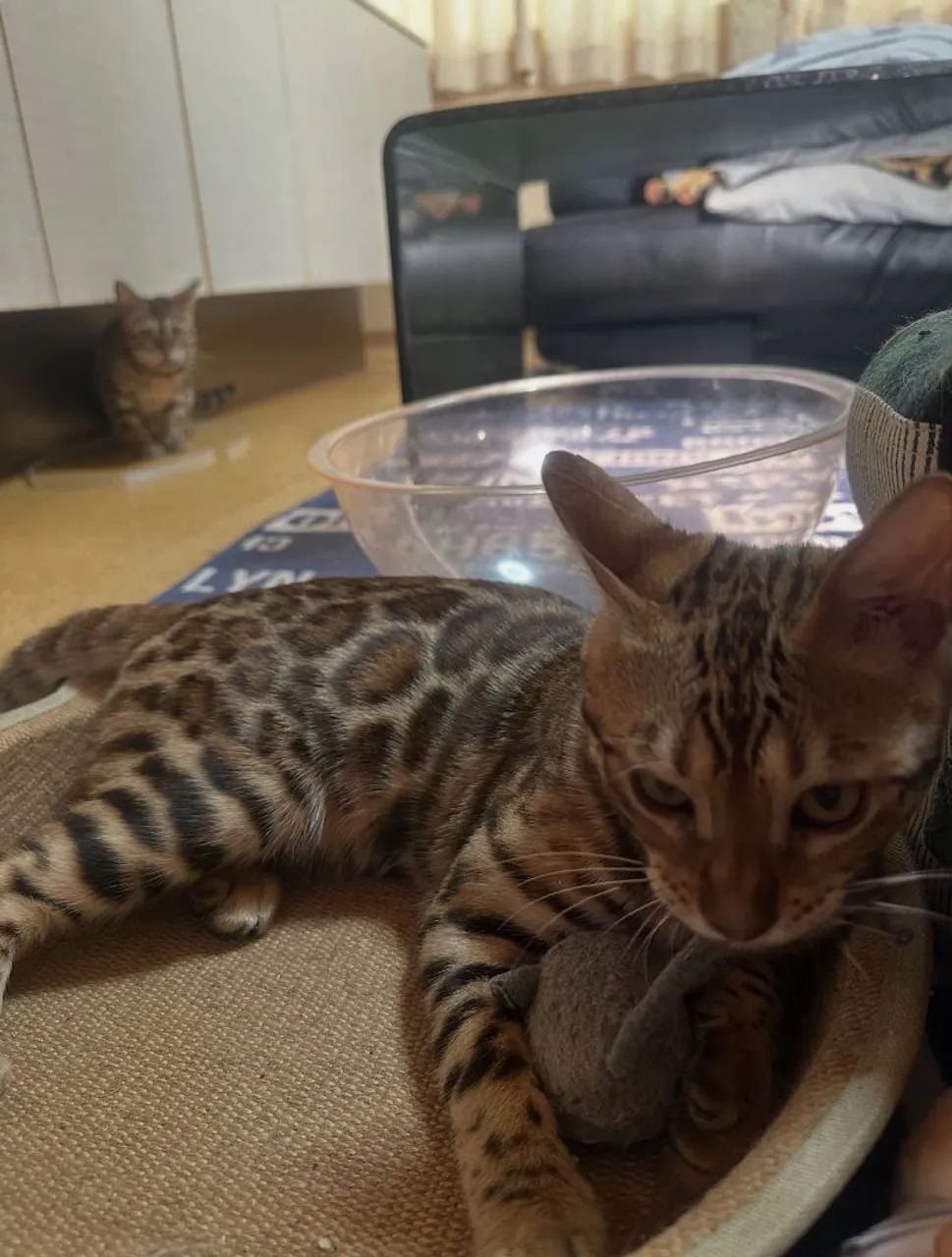 Bengal Cat Macho  - Foto 2