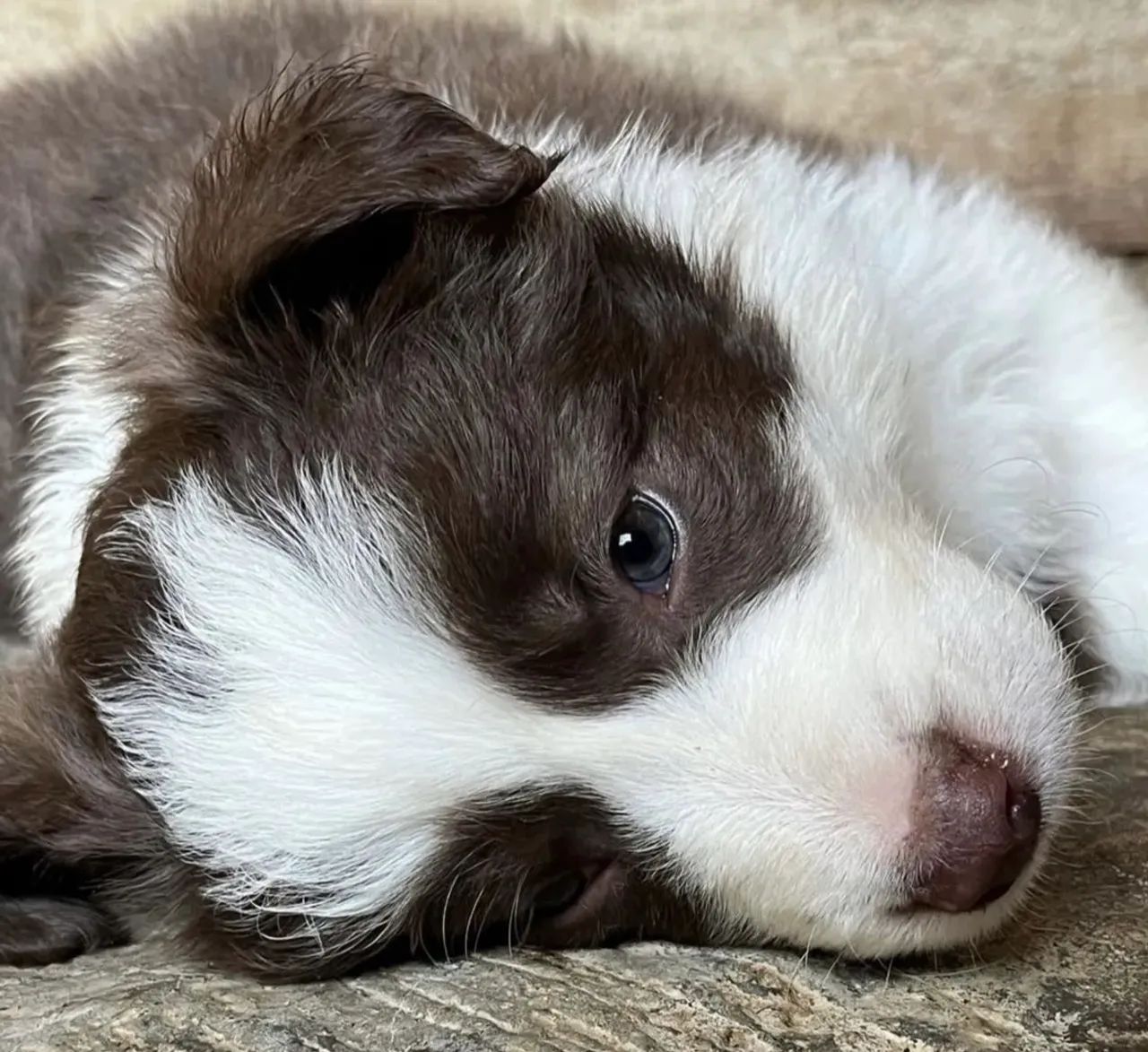Filhotes de border collie , valor justo e com procedência ¿-